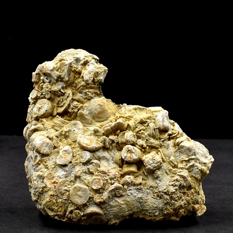 泥盆纪海百合茎化石天然古生物海洋化石铜钱石地质科普教学标本,淘宝优惠券,粉丝福利购,淘宝优惠卷