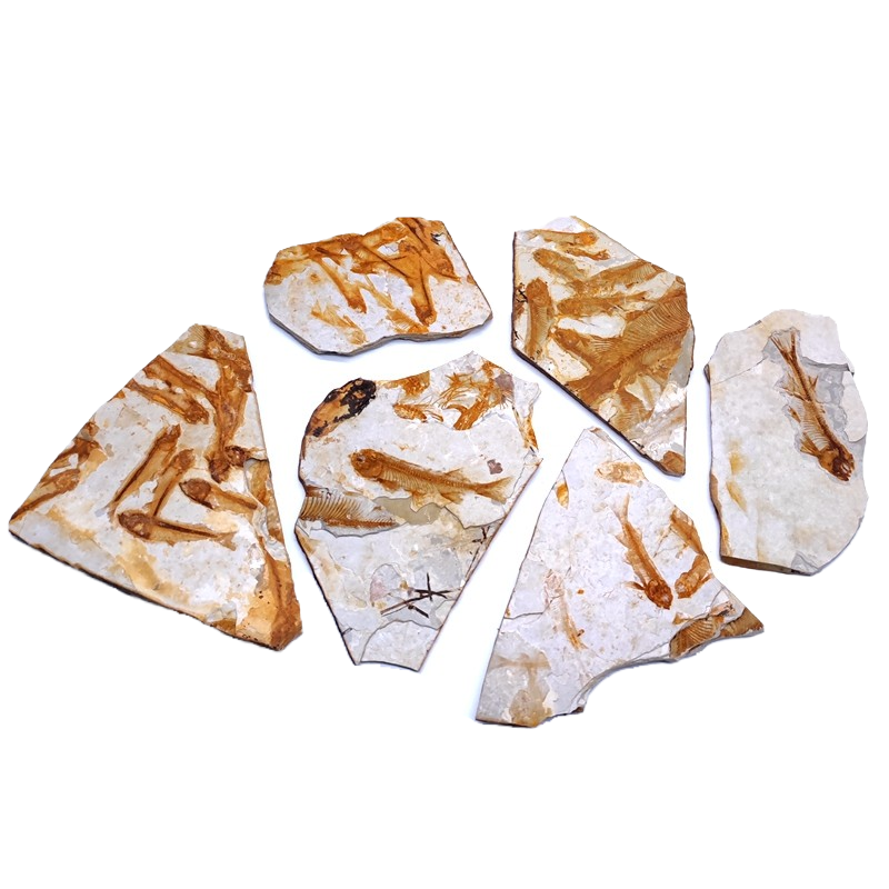 古生物白垩纪天然中华狼鳍鱼群鱼化石头地质科普教学标本摆件收藏,淘宝优惠券,粉丝福利购,淘宝优惠卷