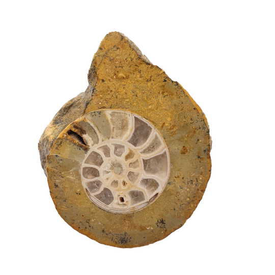 Nigerian Ammonite Slices Home Decor Collection