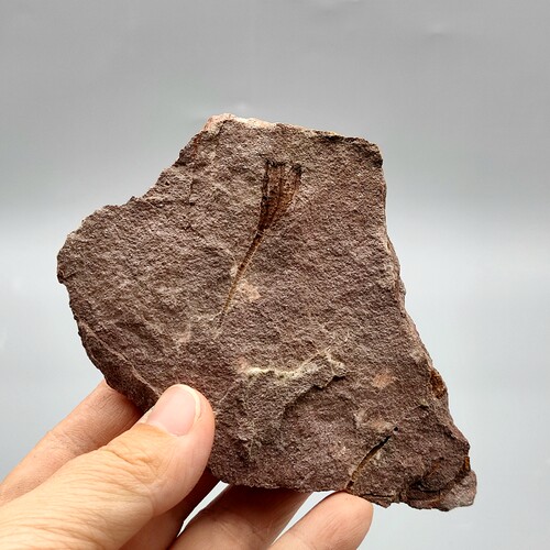 古生物摩洛哥天然始海百合群板棘皮动物化石原石科普教学标本摆件 - 图2