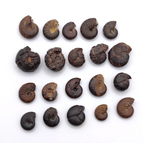 摩洛哥星星海百合茎天然菊石化石三叶虫化石海洋生物化石科普标本 - 图2