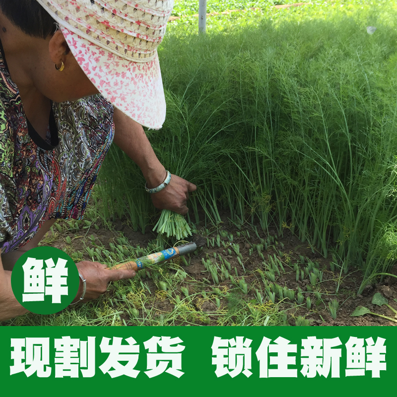 小茴香菜新鲜现割4斤2山东大荤香饺子不带根鲜茴香菜苗河北非种籽 - 图1