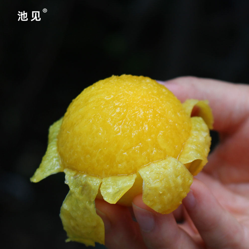 池见  四川汉源桃花李冰糖李软汁桃花布林李子黄金李大新鲜水果,淘宝优惠券,粉丝福利购,淘宝优惠卷