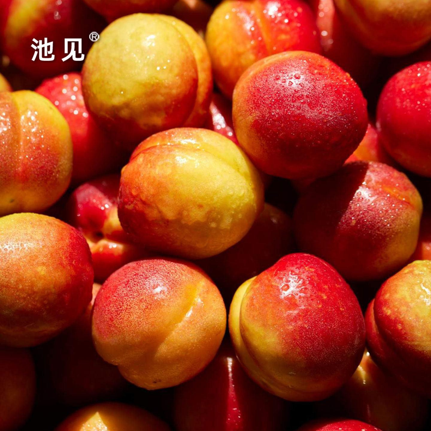 池见新疆哈密美人胭脂杏新鲜水果油杏当季现摘现发红杏子顺丰航空,淘宝优惠券,粉丝福利购,淘宝优惠卷