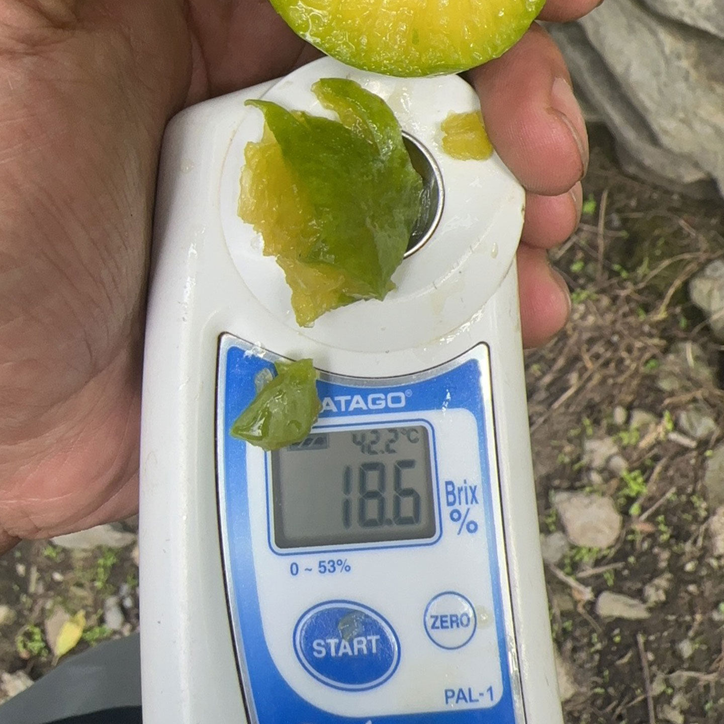 池见 1个园子的脆李子新鲜水果当季时令新鲜现摘现发孕妇水果顺丰,淘宝优惠券,粉丝福利购,淘宝优惠卷