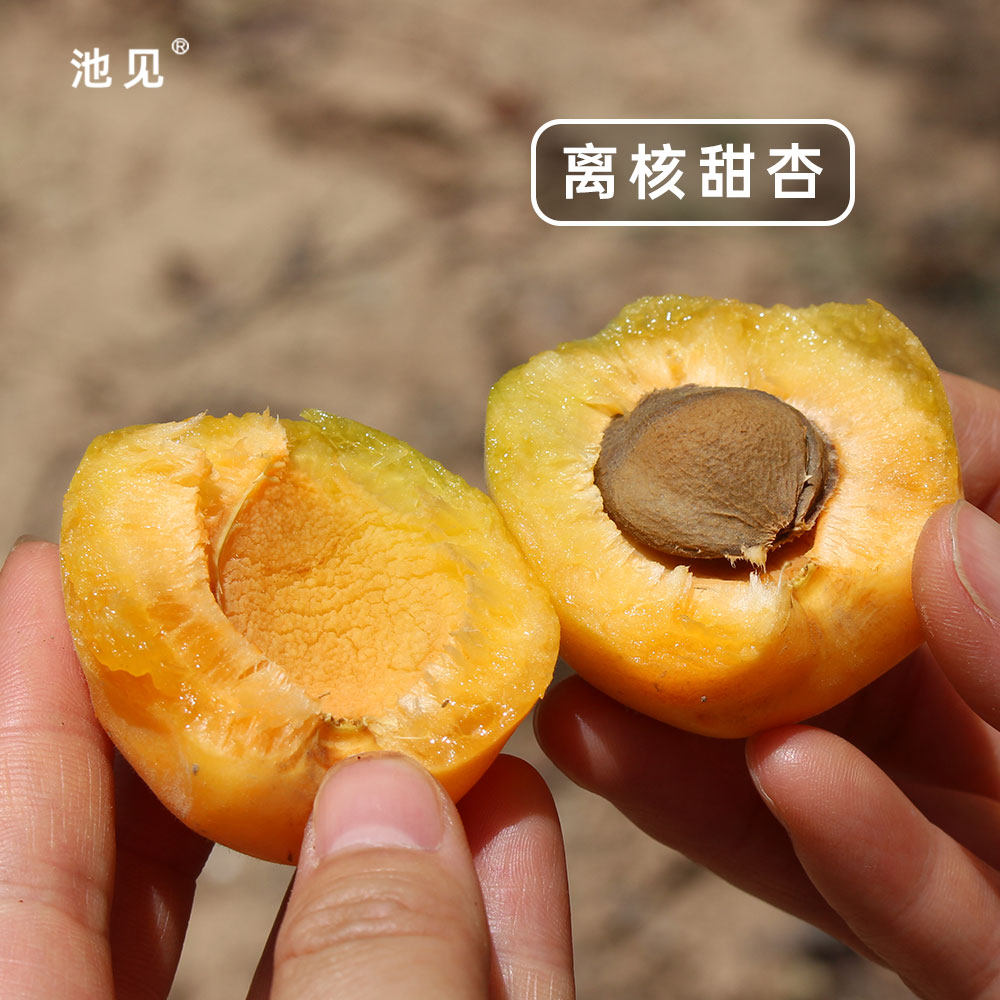 池见当季新鲜水果现摘现发陕西凝香小黄甜杏蜜杏子杏香浓郁30枚装,淘宝优惠券,粉丝福利购,淘宝优惠卷