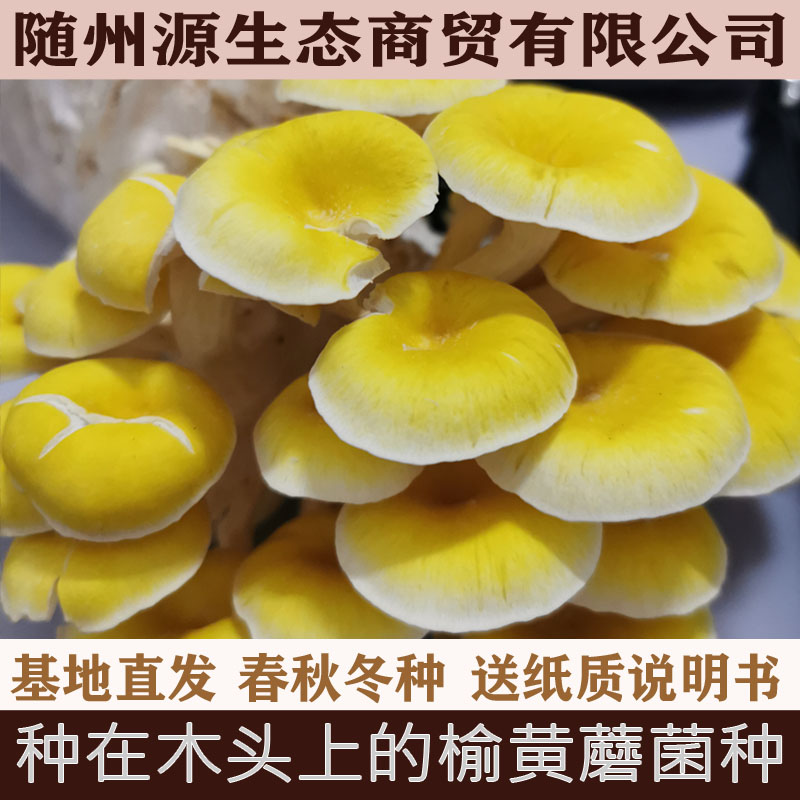 椴木榆黄蘑菌种 种在木头上的榆黄蘑菌种 椴木蘑菇菌种 食用菌种 - 图0