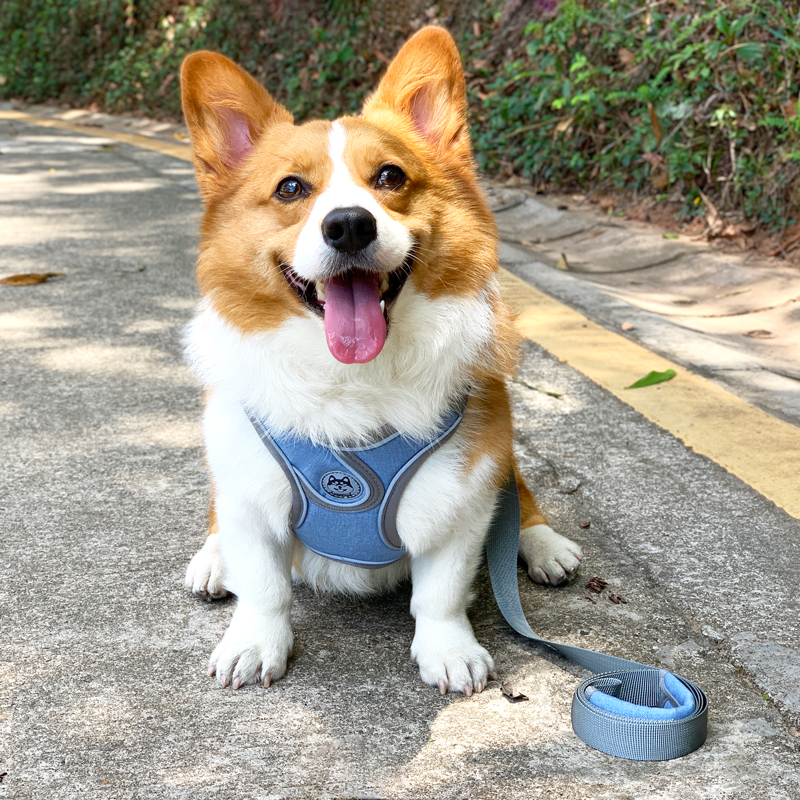 背心式狗狗牵引绳柯基小型犬比熊柴犬胸背带小狗幼犬遛狗绳狗链子 - 图0