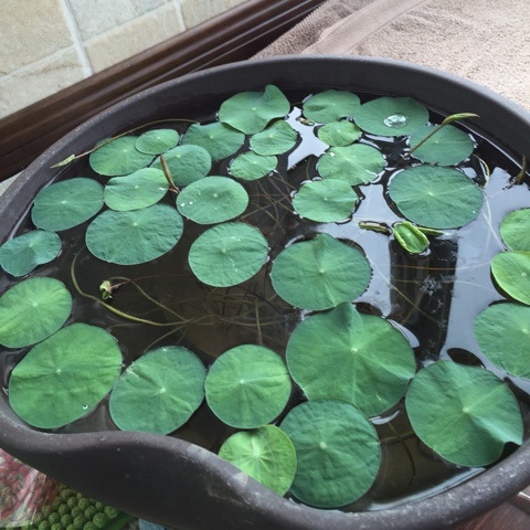 花婆婆 和风出口 陶瓷大花盆 手拉坯 '小捏口'睡莲碗莲莲水培花盆