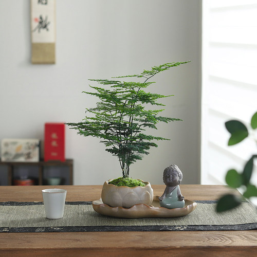 文竹盆栽室内好养活盆景中式禅意植物办公室桌面净化空气观叶绿植 - 图1