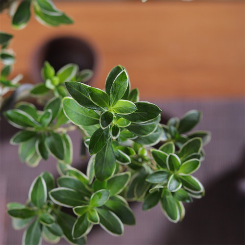 六月雪真盆景室内悬崖式植物造型摆件中式茶室阳台绿植花卉盆栽 - 图2