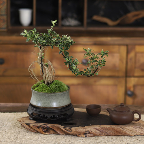 六月雪真盆景室内悬崖式植物造型摆件中式茶室阳台绿植花卉盆栽 - 图0