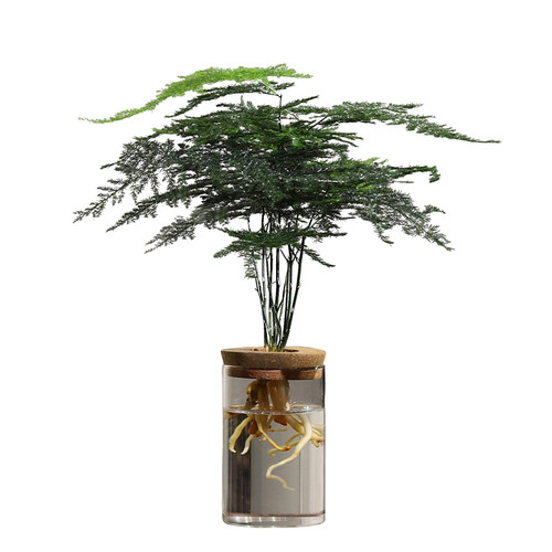 文竹水培植物绿植办公室内水养绿萝花卉客厅桌面盆栽四季水生好养 - 图3