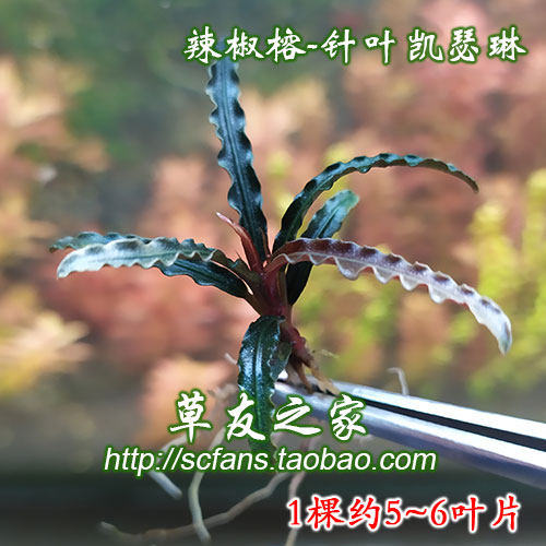 沉木造景阴性水草日本迷你榕辣椒榕针叶柯达岗冈蓝精灵幽灵玄武海 - 图0