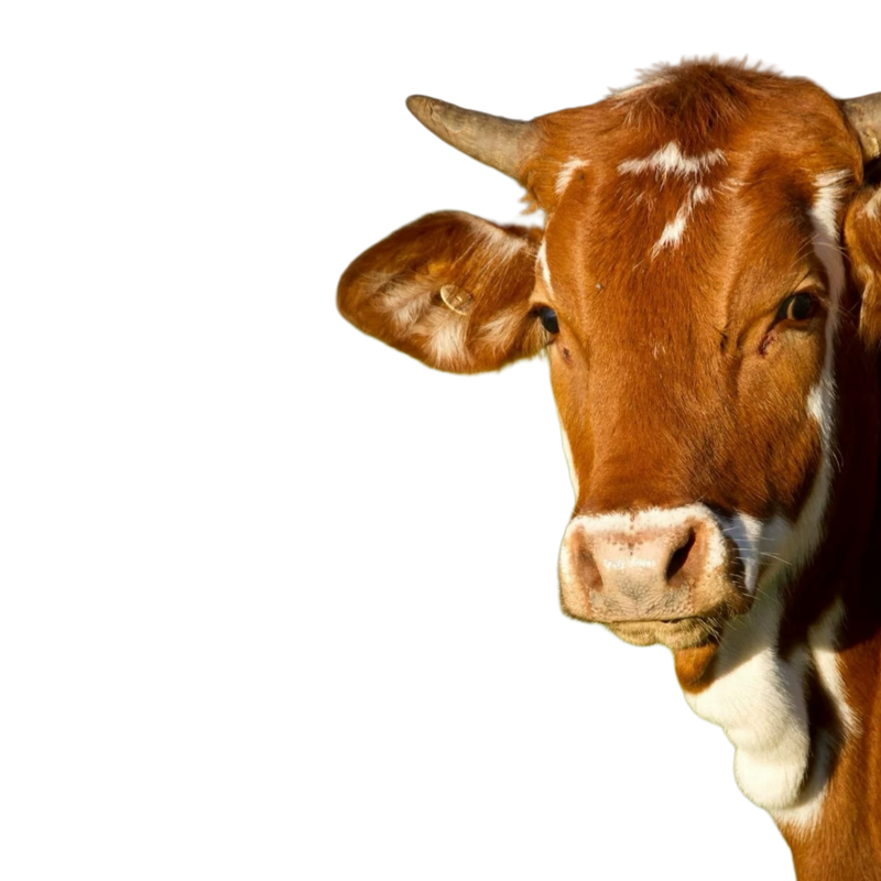 写实牛兽头兽装标本玩偶半球玻璃眼睛毛毡动物圆瞳仿真眼捏捏福瑞,淘宝优惠券,粉丝福利购,淘宝优惠卷