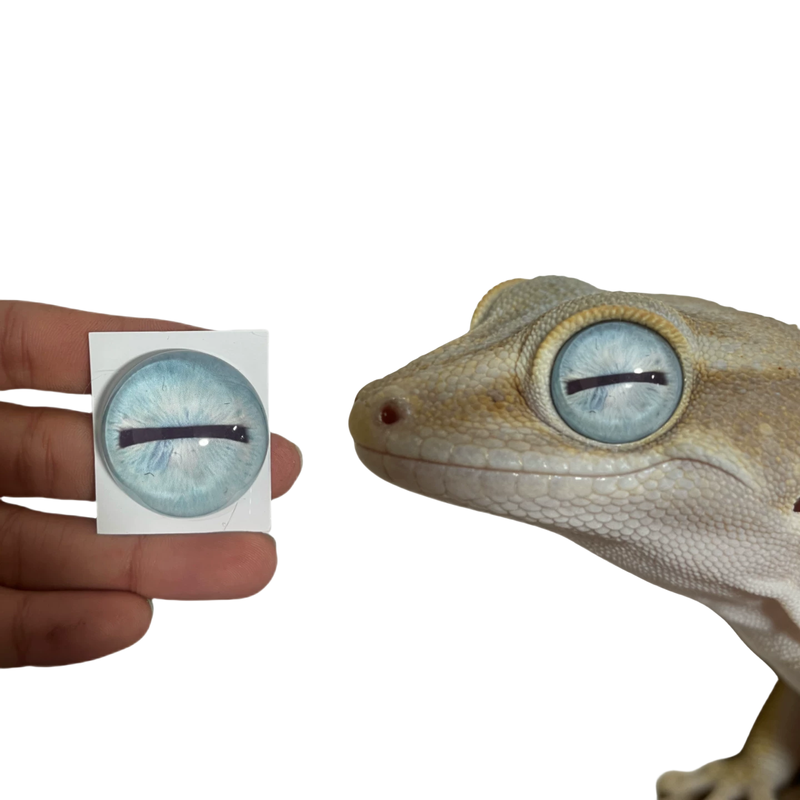蜥蜴守宫兽头标本玩偶半球玻璃眼睛毛毡动物圆瞳仿真眼捏捏福瑞,淘宝优惠券,粉丝福利购,淘宝优惠卷