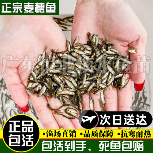 麦穗鱼活体饲料鱼饵料鱼乌龟活食龙鱼鳜鱼食淡水小鱼苗活体冷水鱼 - 图1