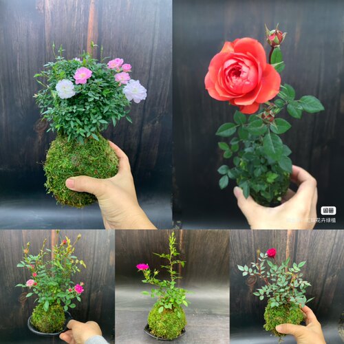 苔藓球姬月季迷你小月季花盆栽微型超微月季文心兰石斛兰阳台花卉 - 图0