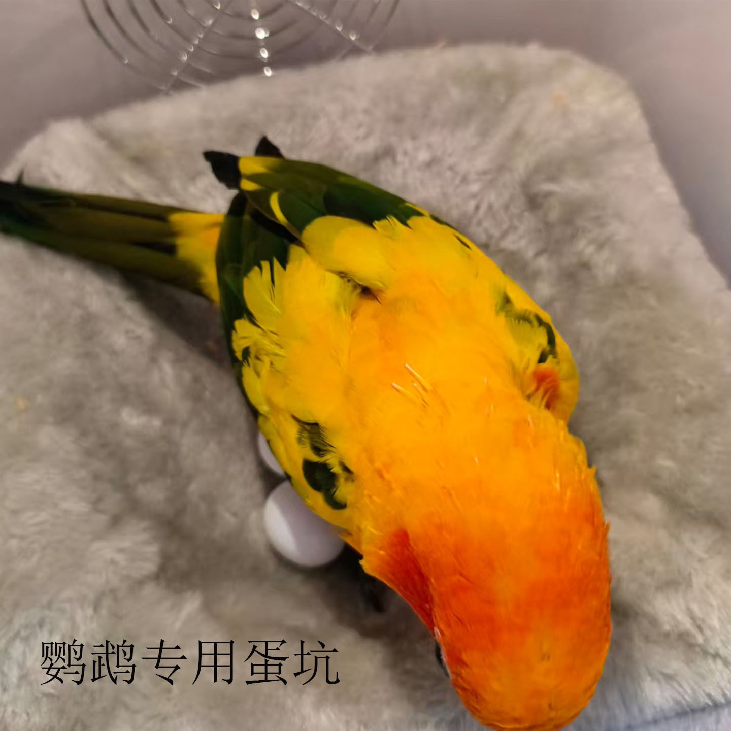 鹦鹉繁殖箱专用单坑保温暖防咬鸟窝过冬孵化鸟窝防滑蛋窝牡丹玄风,淘宝优惠券,粉丝福利购,淘宝优惠卷