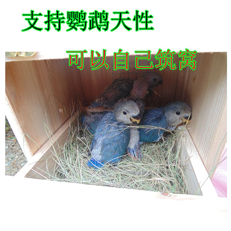 Haisheng Happy Forest Parrot Breeding Box Cushion