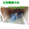 Haisheng Happy Forest Parrot Breeding Box Cushion