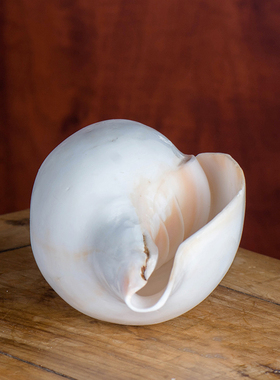 印度洋打捞白海螺可吹响