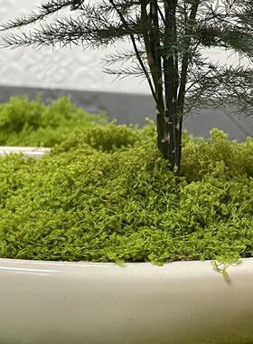 仿真苔藓草皮透气透水盆景铺面
