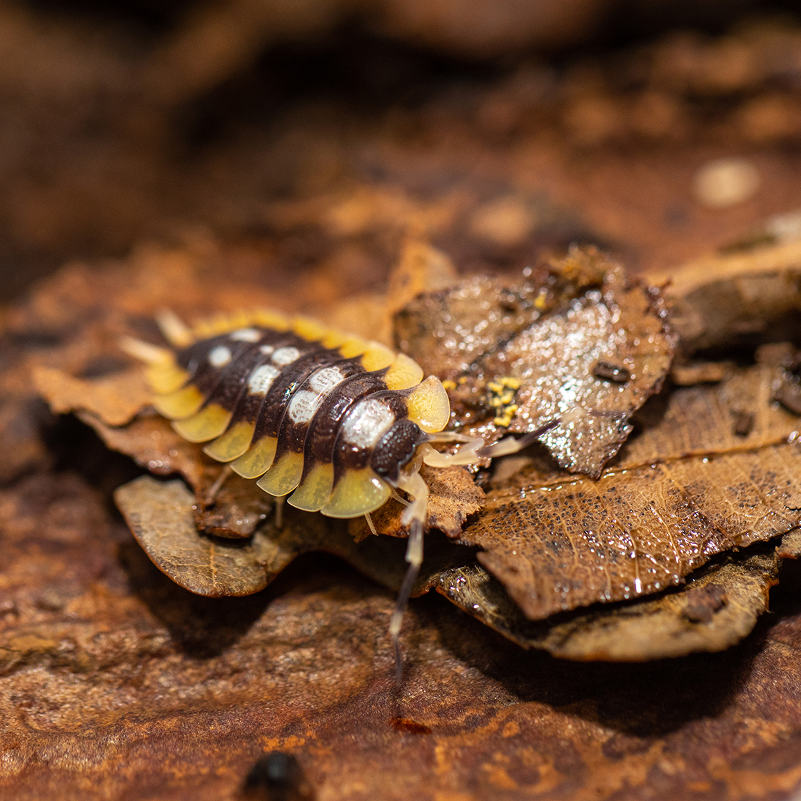 橘翅展鼠妇 Porcellio expansus orange一组/半组西瓜虫潮虫宠物-图3