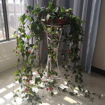 藤本爬藤植物盆栽灯笼花苗蔓性风铃花四季开花花卉观花植物室内花 虎窝淘