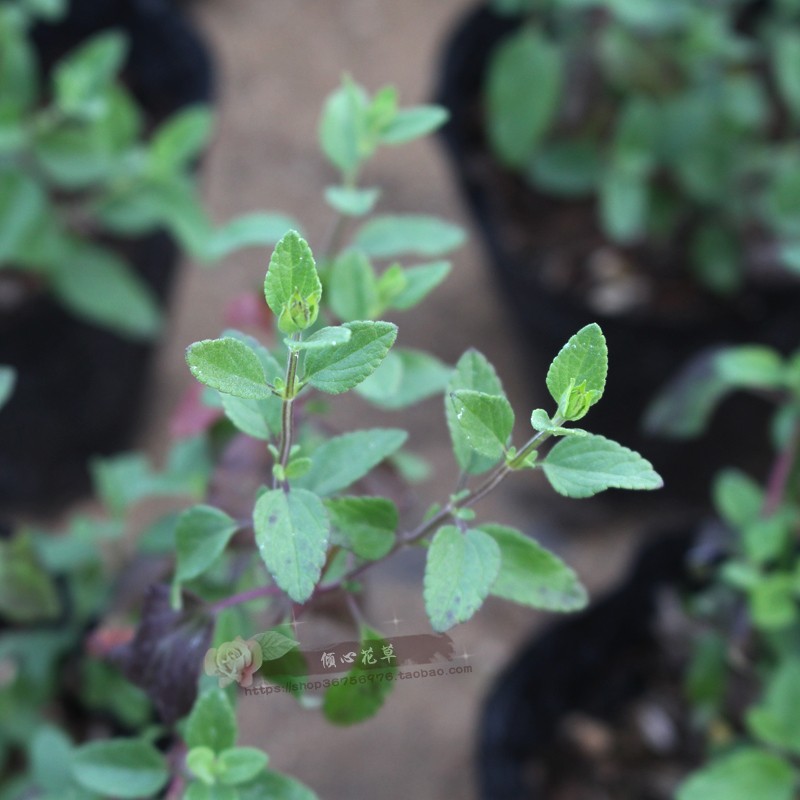 樱桃鼠尾草苗 多年生草本植物 耐寒耐热 花期长 阳台庭院盆栽植物 - 图3