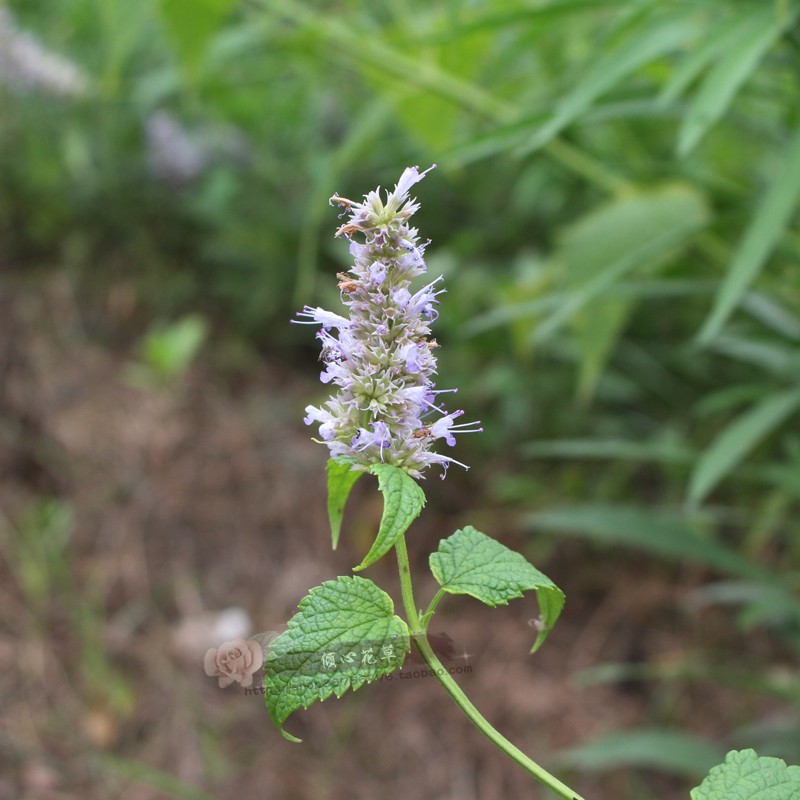 藿香苗 霍香盆栽 香草盆栽苗香草苗 藿香正气草 带育苗钵原土发货 - 图1