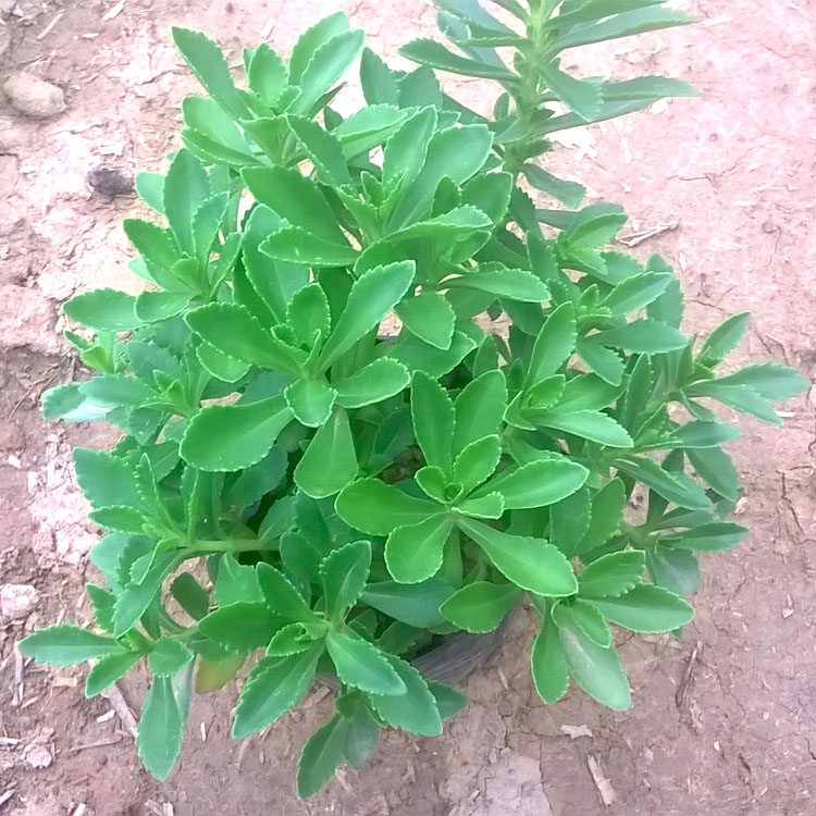 养心菜苗 养心菜盆栽 费菜 救心菜苗 高钙菜 景天三七 带原土发货 - 图0