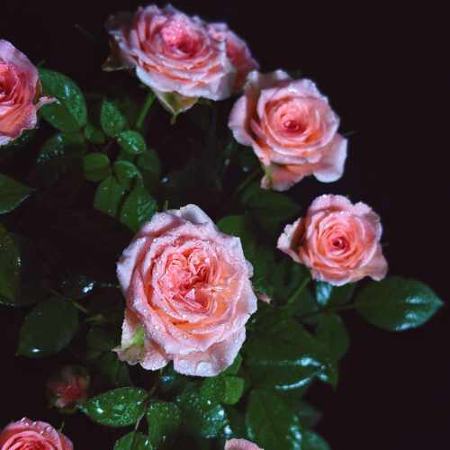 欧月盆栽仙度瑞拉月季玫瑰盆栽带花发多年生木本花卉花期长室内外 - 图1