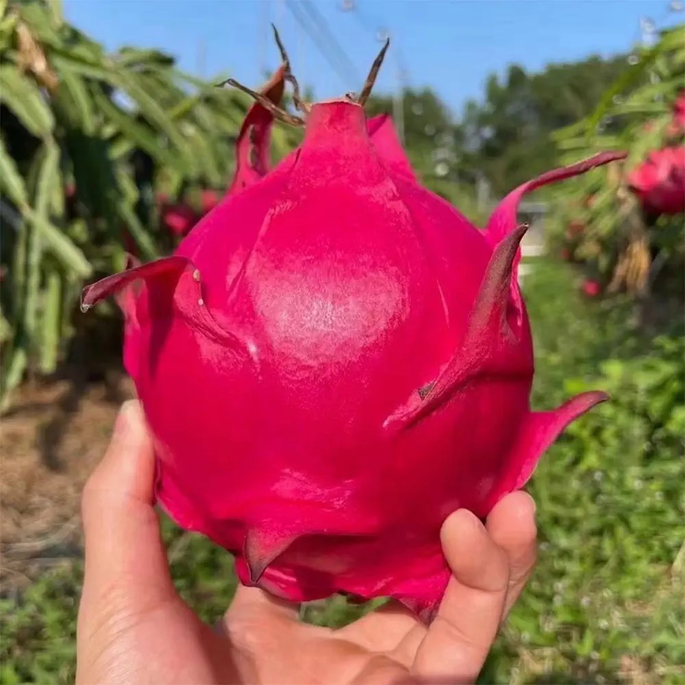 海南树上熟蜜宝红心火龙果新鲜水果红肉1箱8只顺丰包邮江浙沪皖 - 图0