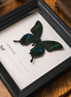 生野造物翠凤蝶标本装饰画