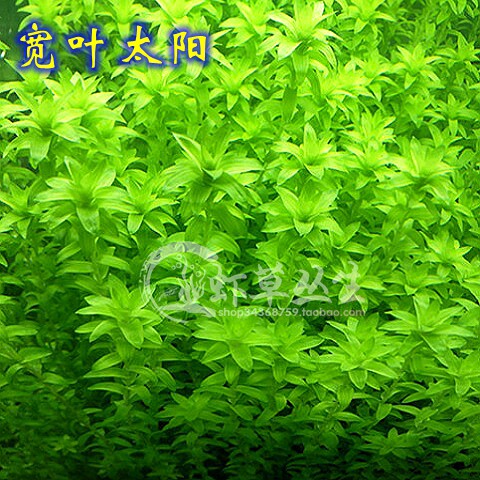 宽叶太阳草/宽太/水草造景/绿色水草/真水草/自养水中叶/水草活体_虎窝淘