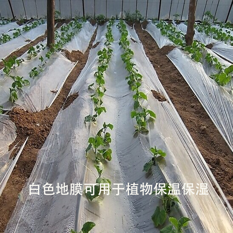 全新料农用加厚白地膜白膜保温保湿塑料透明蔬菜大棚种植混凝土膜 - 图1