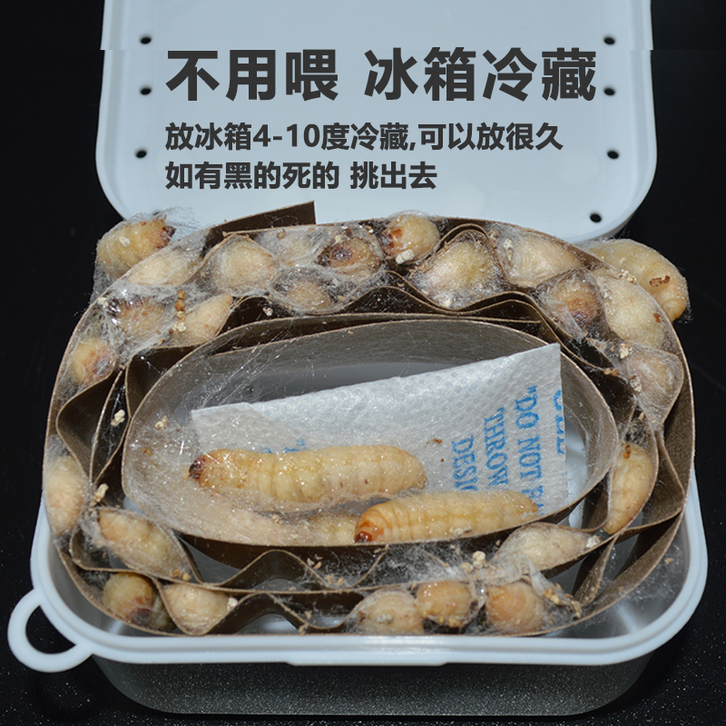 玉米虫活虫包邮钓饵画眉绣眼百灵鸟蜜袋鼯仓鼠守宫角蛙零食葡萄虫 - 图2