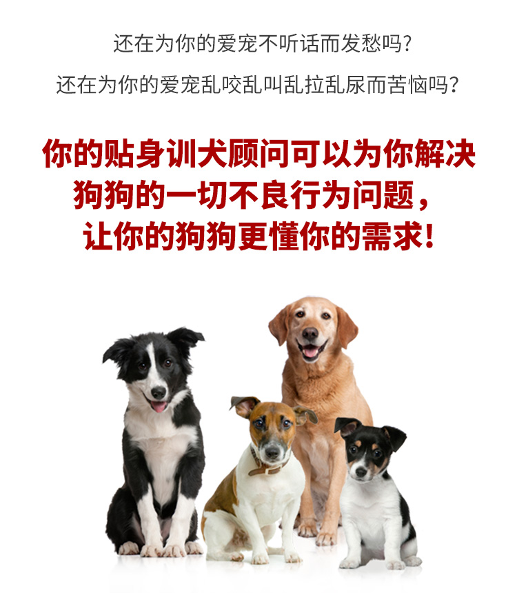 上海训犬学校狗狗学校高级训犬师上门一对一指导上门训犬量身定制-图1