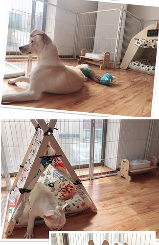 上海训犬学校狗狗定点大小便训练训犬师上门训犬一对一指导 - 图0