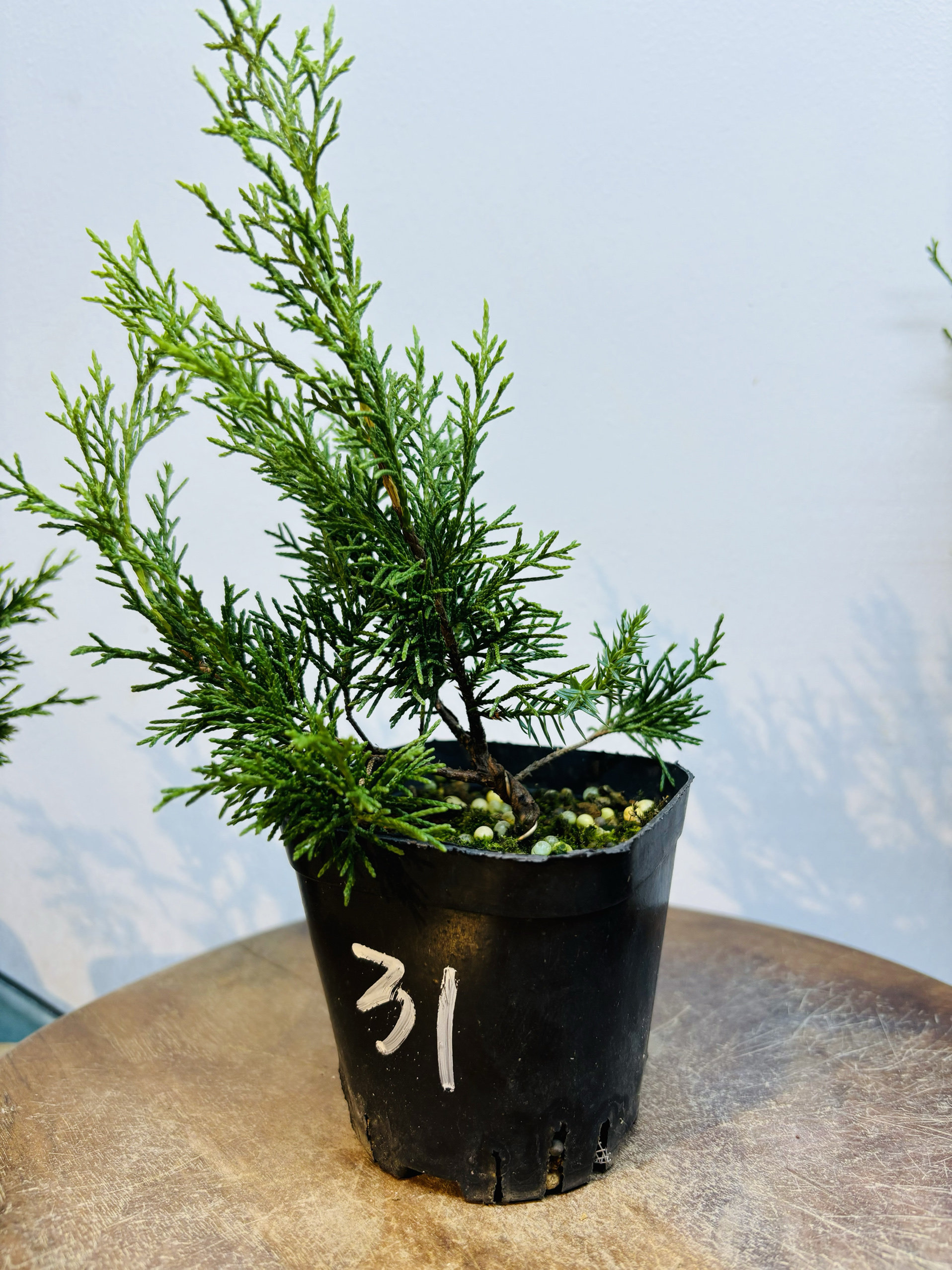 鑫之炎/日本原生宫坂系鱼川真柏素材小苗盆栽 柏树造型盆景盆栽,淘宝优惠券,粉丝福利购,淘宝优惠卷