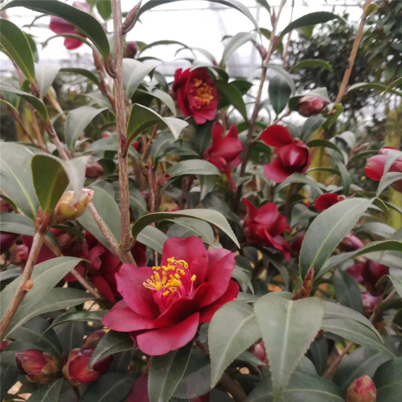 黑骑士山茶花树苗盆栽茶梅带花苞客厅阳台庭院绿植花卉黑色山茶 - 图0