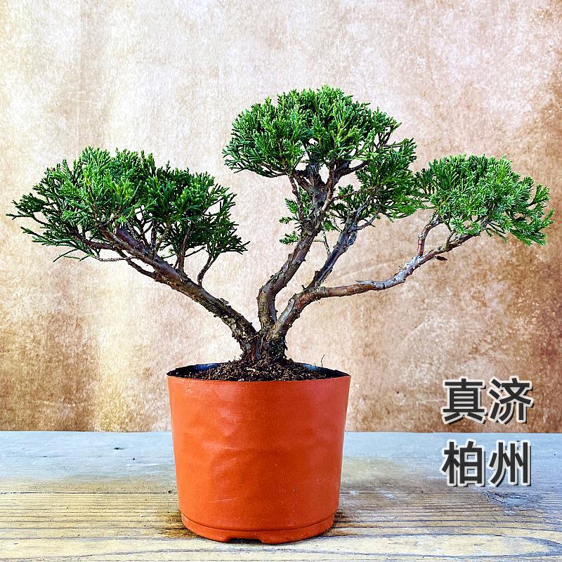 一物一拍济州真柏盆景稀有植物盆栽松柏高档绿植桌面阳台盆栽摆件,淘宝优惠券,粉丝福利购,淘宝优惠卷