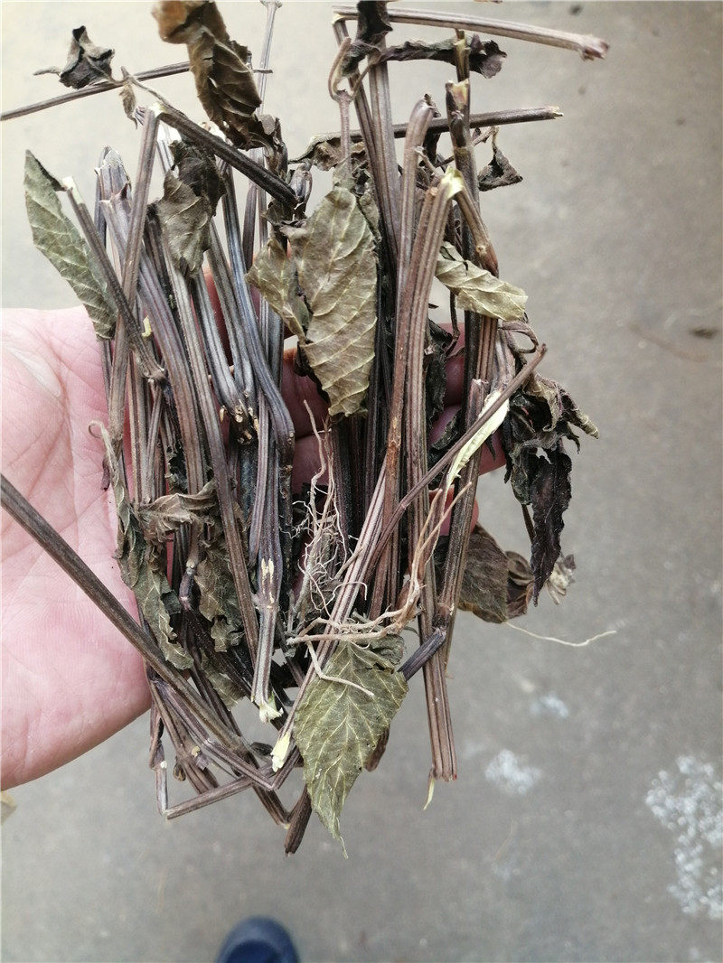 客家特产煲汤料  红丝线草药红蓝草山蓝草青红线草500克 包邮