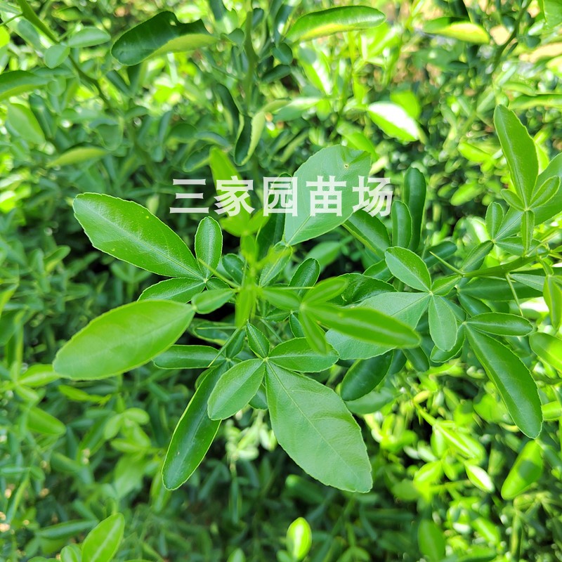 枳橙苗枳橙小苗大叶枳壳苗枳橙芽苗大叶枳壳实生苗柑橘嫁接砧木苗-图0