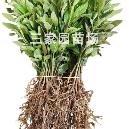 香橙苗 香橙芽苗 香橙砧木苗 正宗小叶软枝香橙实生苗小叶香橙苗 - 图3