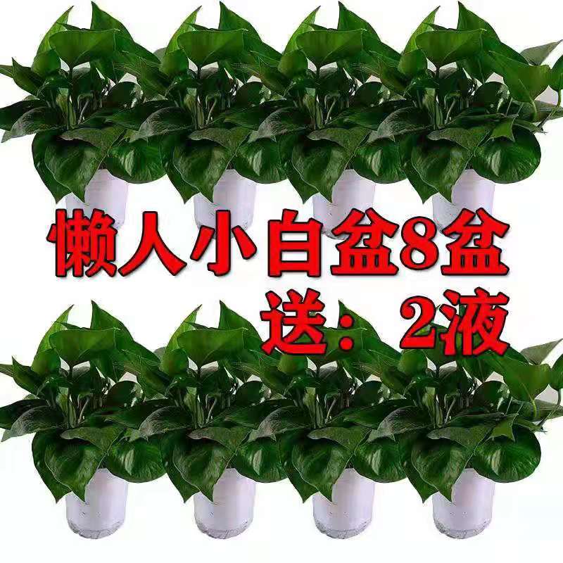 绿萝盆栽室内植物花卉吸甲醛水培绿植长藤绿罗盆景懒人大绿箩吊兰 - 图0