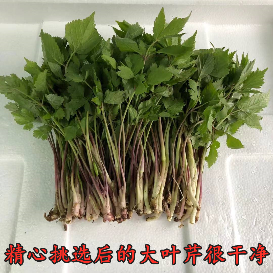 吉林通化新鲜野生大叶芹山芹菜东北山野菜野菜山菜产地直销包邮-图0