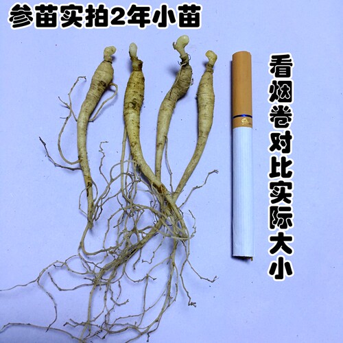 长白山人参人参苗人参种子人参盆栽盆景东北人参吉林人参苗人参种 - 图2