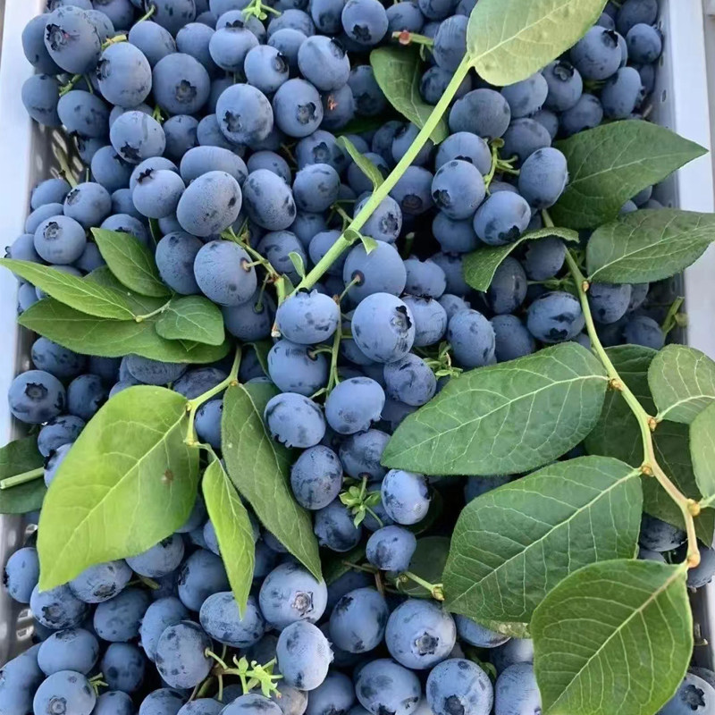 特大蓝莓树果苗盆栽地栽带果发货南北方种植奥尼尔蓝莓苗当年结果,淘宝优惠券,粉丝福利购,淘宝优惠卷